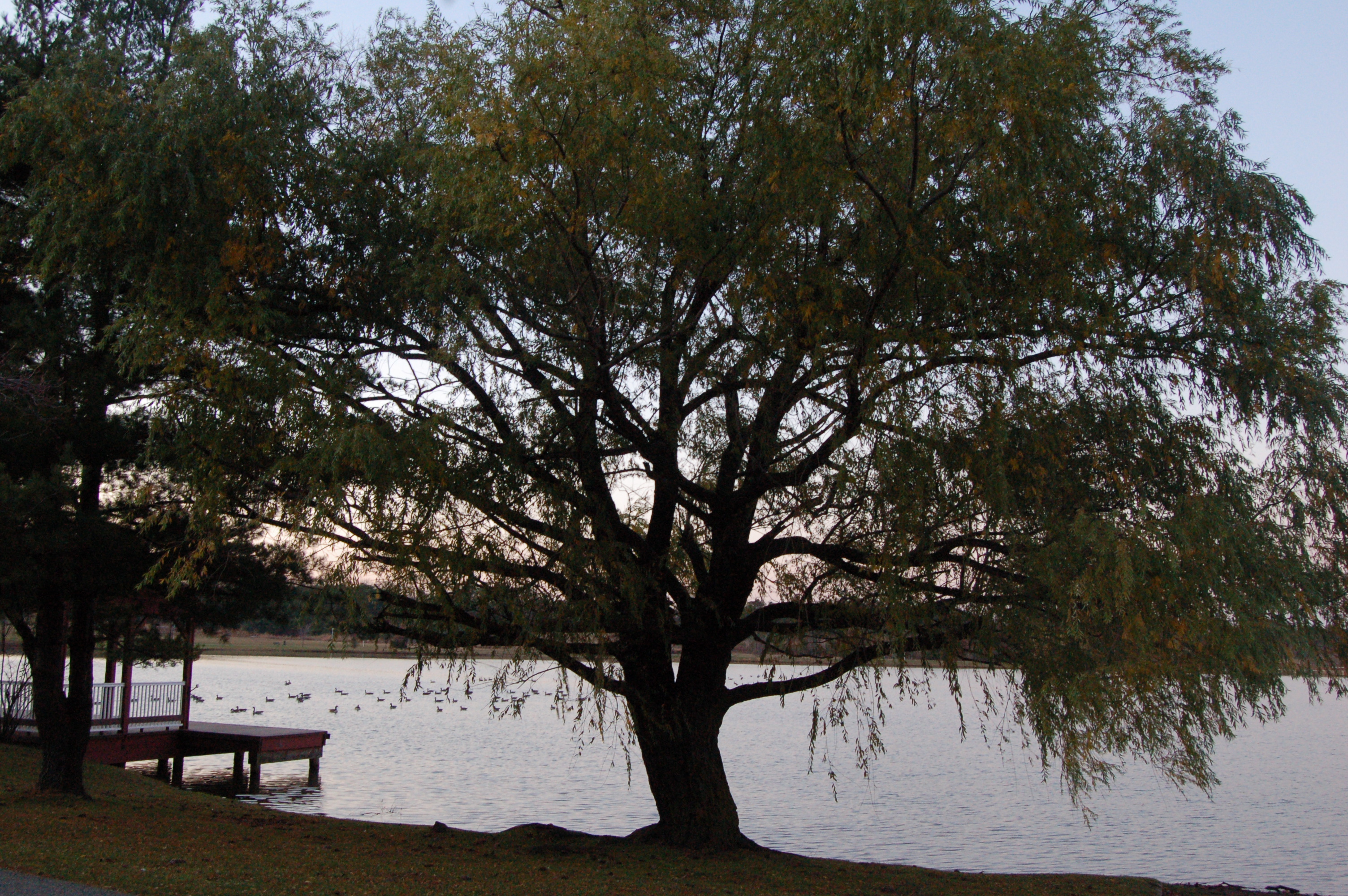 Kennedy Park Tree